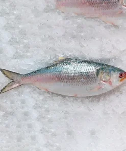 ইলিশ মাছ (Hilsha Fish)