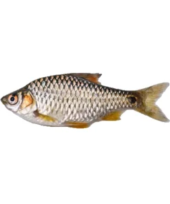 পুটি ‍মাছ (Puti fish)
