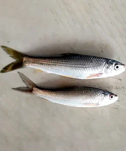 বাটা মাছ (Bata Fish)